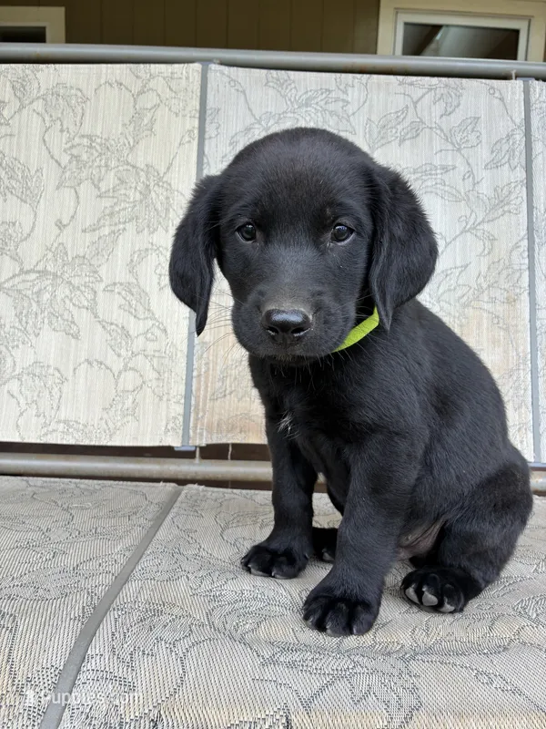 Chip – Goldendoodle, Labrador Retriever puppy for sale in Deer Park, WA