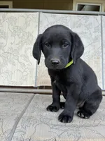 Chip, a male Goldendoodle and Labrador Retriever for sale in Deer Park, WA – 1 of 2