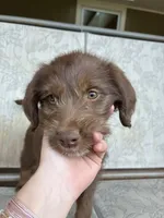 Squirt, a male Goldendoodle and Labrador Retriever for sale in Deer Park, WA – 2 of 3