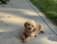 Luka , a male Goldendoodle and Labrador Retriever for sale in Deer Park, WA – 4 of 4