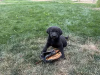 Chip, a male Goldendoodle and Labrador Retriever for sale in Deer Park, WA – 2 of 2