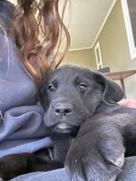 Charlie , a male Goldendoodle and Labrador Retriever for sale in Deer Park, WA – 3 of 3
