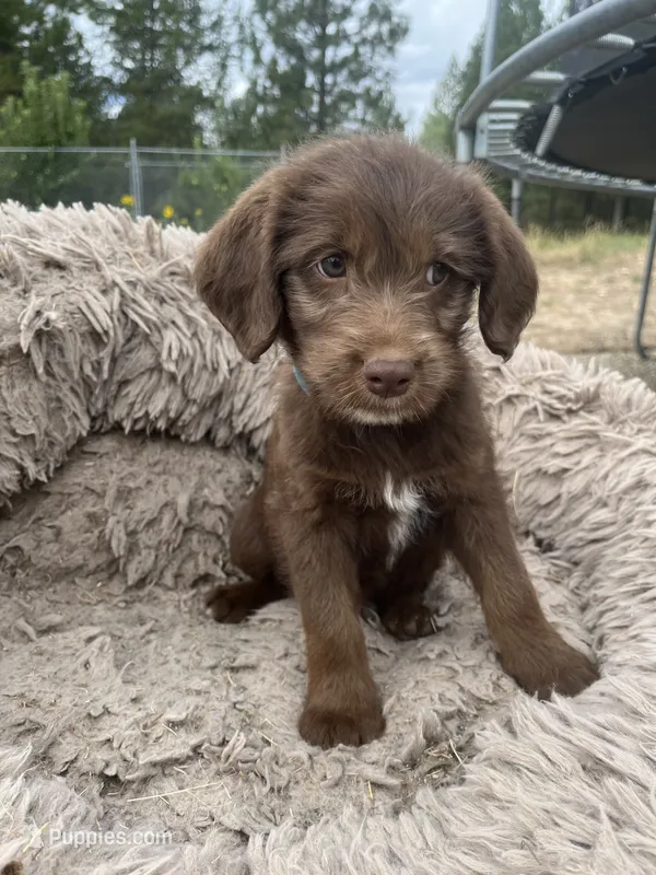 Squirt – Goldendoodle, Labrador Retriever puppy for sale in Deer Park, WA