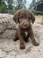Squirt, a male Goldendoodle and Labrador Retriever for sale in Deer Park, WA – 1 of 3