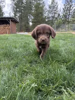 Squirt, a male Goldendoodle and Labrador Retriever for sale in Deer Park, WA – 3 of 3