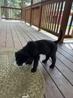 Bernard, a male Goldendoodle and Labrador Retriever for sale in Deer Park, WA – 3 of 3