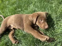 Leonardo, a male Goldendoodle and Labrador Retriever for sale in Deer Park, WA – 3 of 3