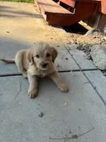 Luka , a male Goldendoodle and Labrador Retriever for sale in Deer Park, WA – 1 of 4