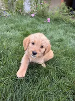 Luka , a male Goldendoodle and Labrador Retriever for sale in Deer Park, WA – 2 of 4