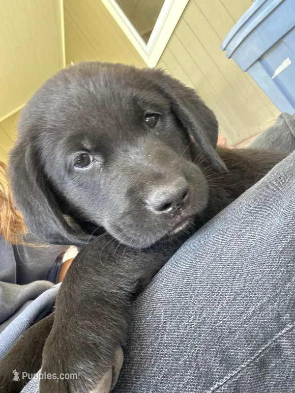 Charlie  – Goldendoodle, Labrador Retriever puppy for sale in Deer Park, WA