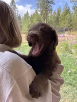 Daisy, a female Goldendoodle and Labrador Retriever for sale in Deer Park, WA – 2 of 3