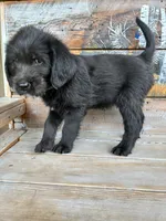 Bernard, a male Goldendoodle and Labrador Retriever for sale in Deer Park, WA – 2 of 3