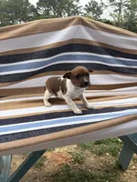 Echo, a female Rat Terrier for sale in West Plains, MO – Photo 5 of 10