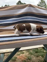 Echo, a female Rat Terrier for sale in West Plains, MO – Photo 3 of 10