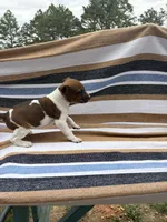 Echo, a female Rat Terrier for sale in West Plains, MO – Photo 6 of 10