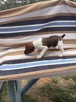 Echo, a female Rat Terrier for sale in West Plains, MO – Photo 8 of 10