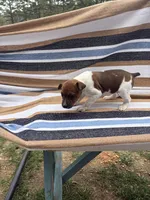 Echo, a female Rat Terrier for sale in West Plains, MO – Photo 7 of 10