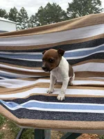 Echo, a female Rat Terrier for sale in West Plains, MO – Photo 2 of 10