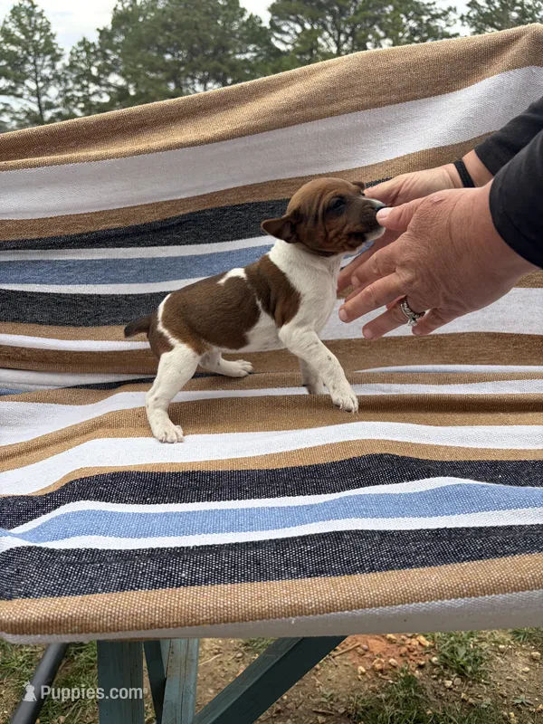 Echo – Rat Terrier puppy for sale in West Plains, MO