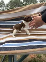 Echo, a female Rat Terrier for sale in West Plains, MO – Photo 1 of 10