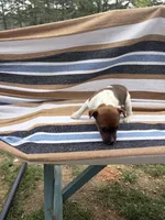 Echo, a female Rat Terrier for sale in West Plains, MO – Photo 4 of 10