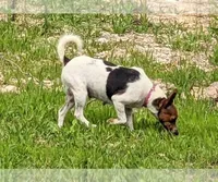 Charlie, a female Rat Terrier for sale in West Plains, MO – Photo 7 of 10