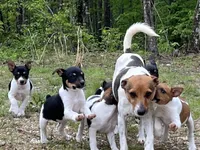 Charlie, a female Rat Terrier for sale in West Plains, MO – Photo 9 of 10