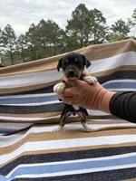 Charlie, a female Rat Terrier for sale in West Plains, MO – Photo 3 of 10