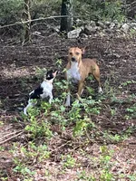 Charlie, a female Rat Terrier for sale in West Plains, MO – Photo 10 of 10