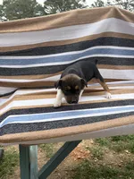 Charlie, a female Rat Terrier for sale in West Plains, MO – Photo 6 of 10