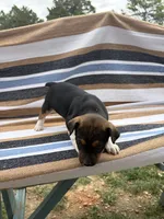 Charlie, a female Rat Terrier for sale in West Plains, MO – Photo 2 of 10