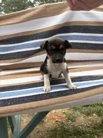 Charlie, a female Rat Terrier for sale in West Plains, MO – Photo 4 of 10