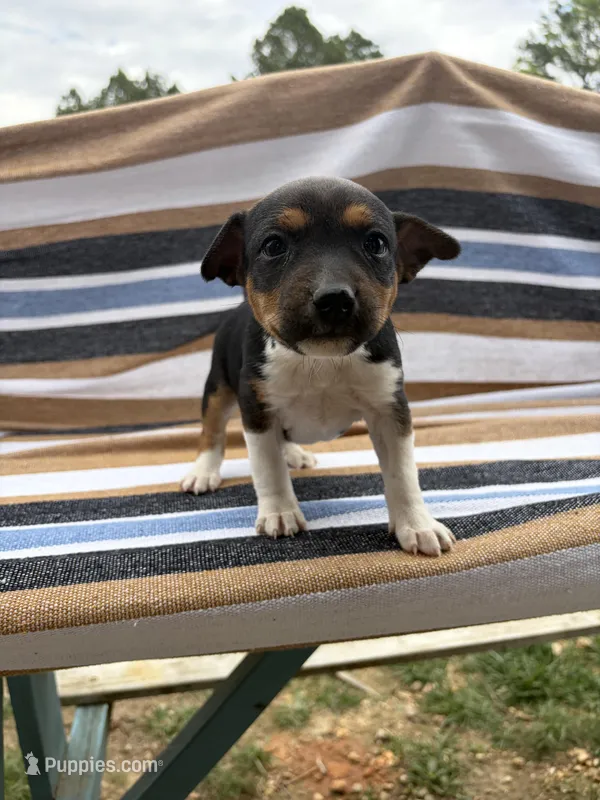 Charlie – Rat Terrier puppy for sale in West Plains, MO