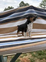 Charlie, a female Rat Terrier for sale in West Plains, MO – Photo 5 of 10