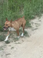 Delta, a female Rat Terrier for sale in West Plains, MO – Photo 9 of 10