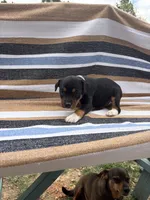 Delta, a female Rat Terrier for sale in West Plains, MO – Photo 4 of 10