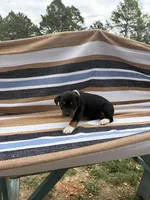 Delta, a female Rat Terrier for sale in West Plains, MO – Photo 6 of 10