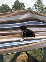 Delta, a female Rat Terrier for sale in West Plains, MO – Photo 5 of 10