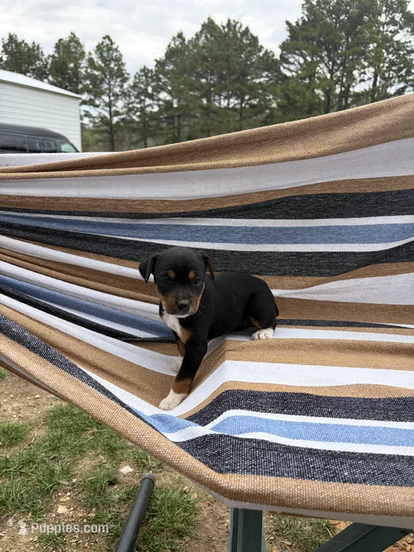 Delta – Rat Terrier puppy for sale in West Plains, MO