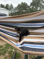 Delta, a female Rat Terrier for sale in West Plains, MO – Photo 1 of 10