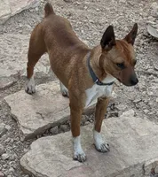 Delta, a female Rat Terrier for sale in West Plains, MO – Photo 7 of 10
