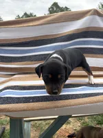 Delta, a female Rat Terrier for sale in West Plains, MO – Photo 3 of 10