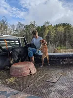 Delta, a female Rat Terrier for sale in West Plains, MO – Photo 10 of 10