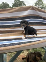 Delta, a female Rat Terrier for sale in West Plains, MO – Photo 2 of 10