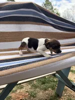 Bravo, a female Rat Terrier for sale in West Plains, MO – Photo 4 of 10