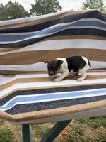 Bravo, a female Rat Terrier for sale in West Plains, MO – Photo 10 of 10