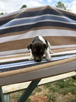 Bravo, a female Rat Terrier for sale in West Plains, MO – Photo 2 of 10