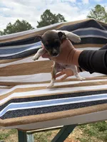 Bravo, a female Rat Terrier for sale in West Plains, MO – Photo 5 of 10