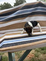 Bravo, a female Rat Terrier for sale in West Plains, MO – Photo 7 of 10