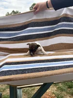 Bravo, a female Rat Terrier for sale in West Plains, MO – Photo 3 of 10